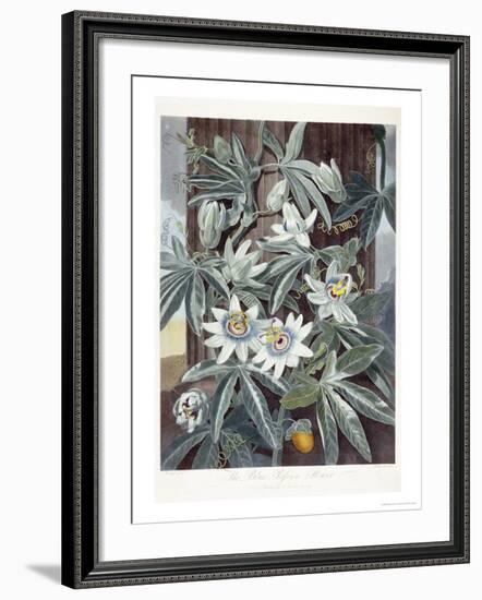 Passion Flowers-Robert John Thornton-Framed Giclee Print