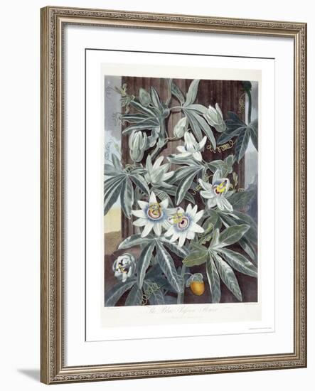 Passion Flowers-Robert John Thornton-Framed Giclee Print