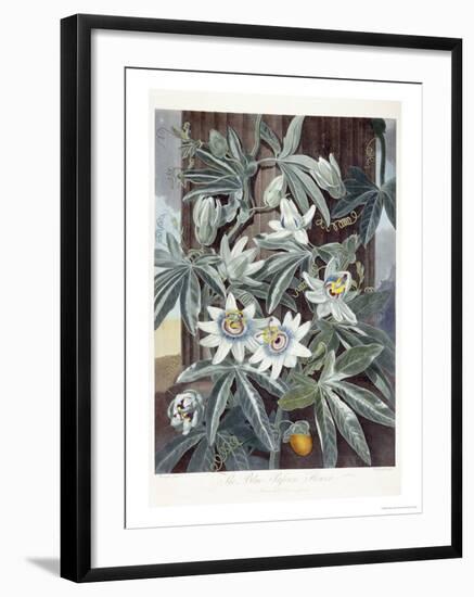 Passion Flowers-Robert John Thornton-Framed Giclee Print