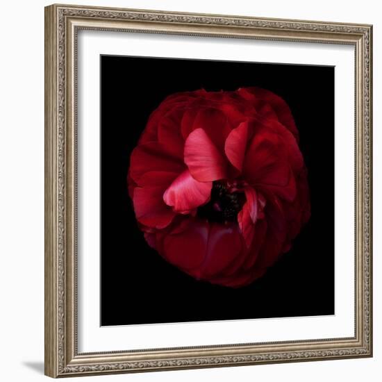 Passion Forever - Ranunculus-Magda Indigo-Framed Photographic Print