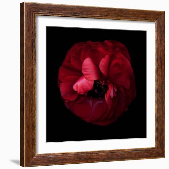 Passion Forever - Ranunculus-Magda Indigo-Framed Photographic Print