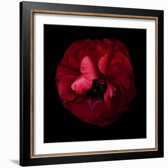 Passion Forever - Ranunculus-Magda Indigo-Framed Photographic Print