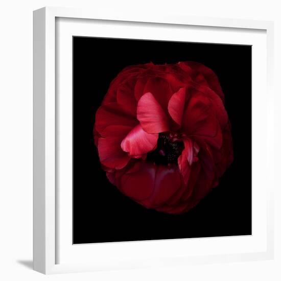 Passion Forever - Ranunculus-Magda Indigo-Framed Photographic Print