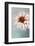 passionate attraction-Gilbert Claes-Framed Photographic Print