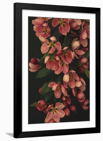 Passionate Petals-Irene Suchocki-Framed Giclee Print