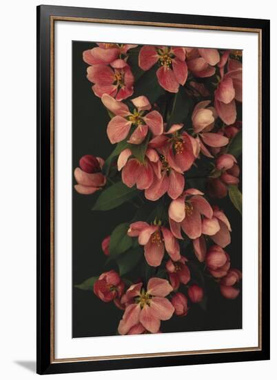 Passionate Petals-Irene Suchocki-Framed Giclee Print