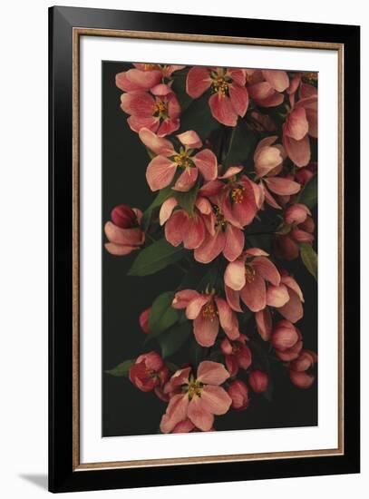 Passionate Petals-Irene Suchocki-Framed Giclee Print