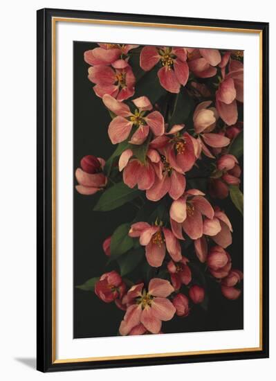 Passionate Petals-Irene Suchocki-Framed Giclee Print