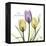 Passionately Tulip-Albert Koetsier-Framed Stretched Canvas