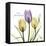 Passionately Tulip-Albert Koetsier-Framed Stretched Canvas