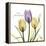Passionately Tulip-Albert Koetsier-Framed Stretched Canvas