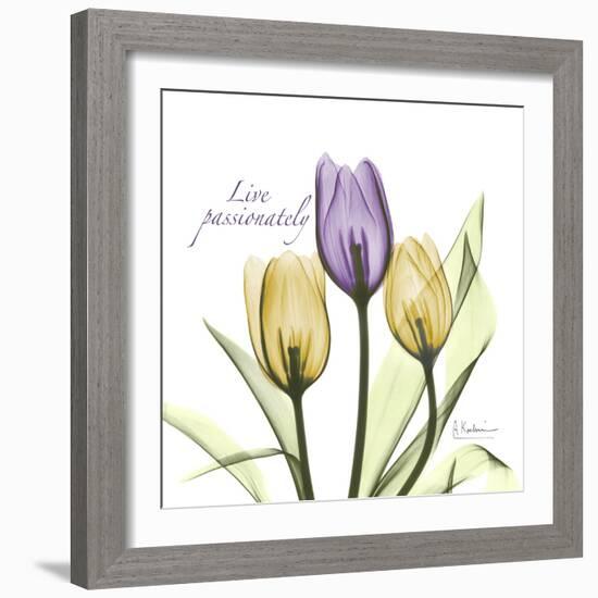 Passionately Tulip-Albert Koetsier-Framed Premium Giclee Print