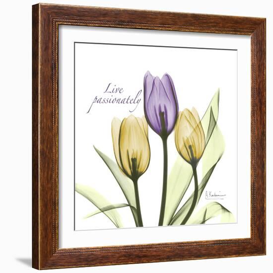 Passionately Tulip-Albert Koetsier-Framed Premium Giclee Print