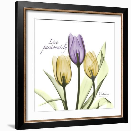 Passionately Tulip-Albert Koetsier-Framed Premium Giclee Print