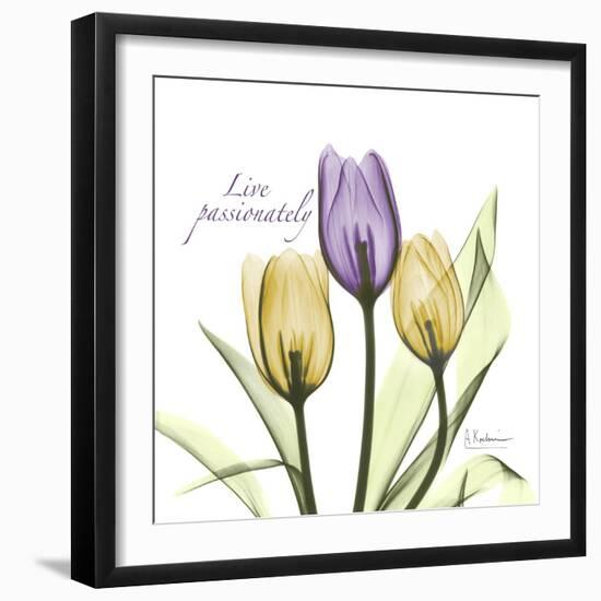 Passionately Tulip-Albert Koetsier-Framed Premium Giclee Print
