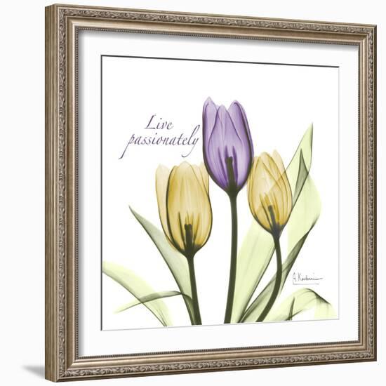 Passionately Tulip-Albert Koetsier-Framed Art Print