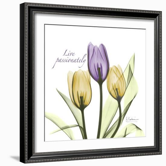 Passionately Tulip-Albert Koetsier-Framed Art Print