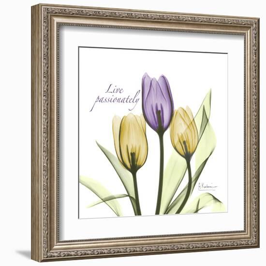 Passionately Tulip-Albert Koetsier-Framed Art Print