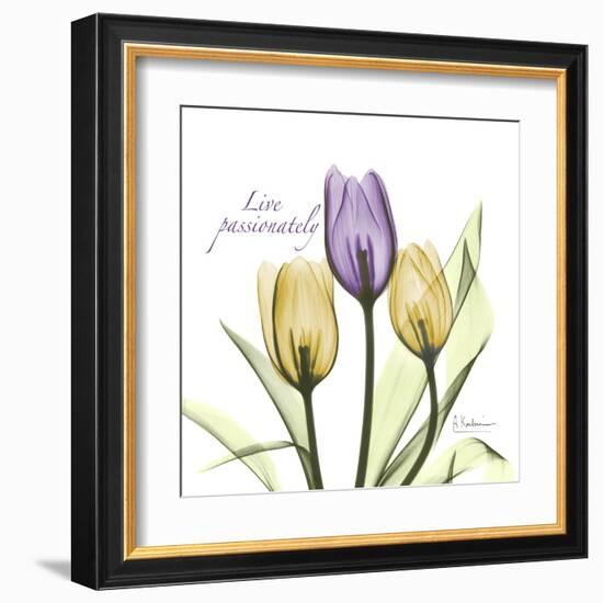 Passionately Tulip-Albert Koetsier-Framed Art Print