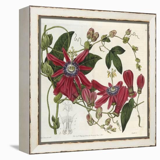 Passionflower, from 'The Botanical Register'-Sydenham Teast and John Edwards and Lyndley-Framed Premier Image Canvas