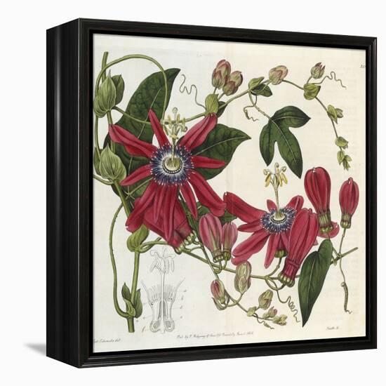 Passionflower, from 'The Botanical Register'-Sydenham Teast and John Edwards and Lyndley-Framed Premier Image Canvas