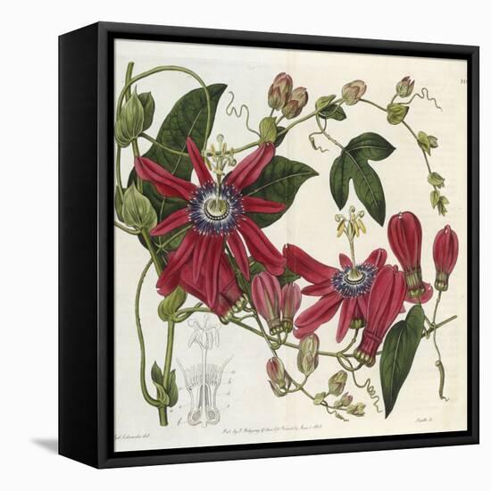 Passionflower, from 'The Botanical Register'-Sydenham Teast and John Edwards and Lyndley-Framed Premier Image Canvas