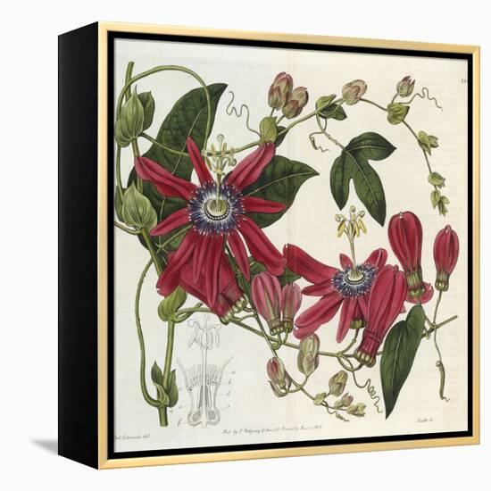 Passionflower, from 'The Botanical Register'-Sydenham Teast and John Edwards and Lyndley-Framed Premier Image Canvas