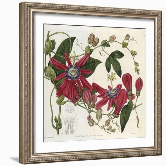 Passionflower, from 'The Botanical Register'-Sydenham Teast and John Edwards and Lyndley-Framed Giclee Print