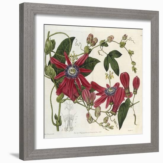 Passionflower, from 'The Botanical Register'-Sydenham Teast and John Edwards and Lyndley-Framed Giclee Print