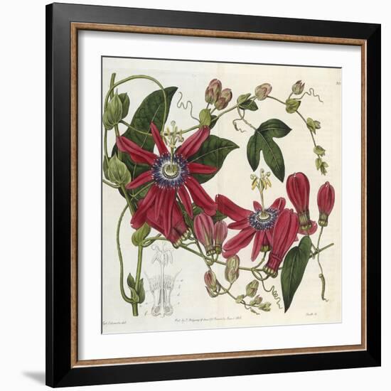 Passionflower, from 'The Botanical Register'-Sydenham Teast and John Edwards and Lyndley-Framed Giclee Print