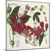 Passionflower, from 'The Botanical Register'-Sydenham Teast and John Edwards and Lyndley-Mounted Giclee Print