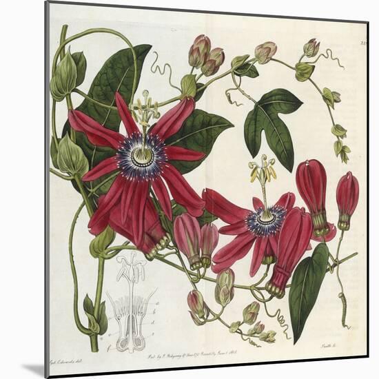 Passionflower, from 'The Botanical Register'-Sydenham Teast and John Edwards and Lyndley-Mounted Giclee Print