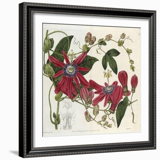 Passionflower, from 'The Botanical Register'-Sydenham Teast and John Edwards and Lyndley-Framed Giclee Print