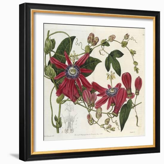 Passionflower, from 'The Botanical Register'-Sydenham Teast and John Edwards and Lyndley-Framed Giclee Print