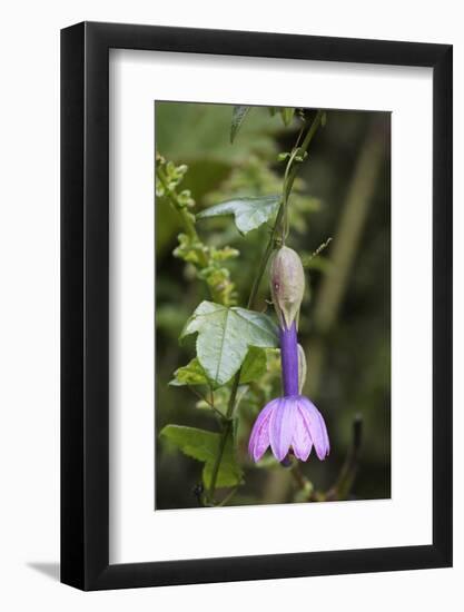 Passionflower (Passiflora cubalensis) Yanacocha Reserve, Ecuador-Doug Wechsler-Framed Photographic Print