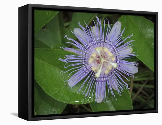 Passionflower, passiflora incarnata, Florida-Maresa Pryor-Framed Premier Image Canvas