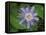 Passionflower, passiflora incarnata, Florida-Maresa Pryor-Framed Premier Image Canvas