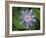 Passionflower, passiflora incarnata, Florida-Maresa Pryor-Framed Photographic Print