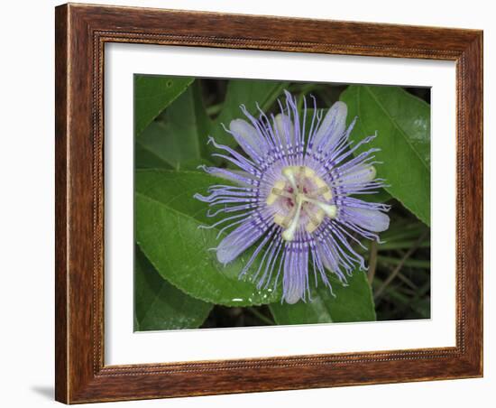 Passionflower, passiflora incarnata, Florida-Maresa Pryor-Framed Photographic Print