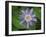 Passionflower, passiflora incarnata, Florida-Maresa Pryor-Framed Photographic Print