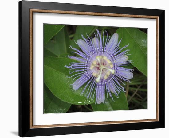 Passionflower, passiflora incarnata, Florida-Maresa Pryor-Framed Photographic Print