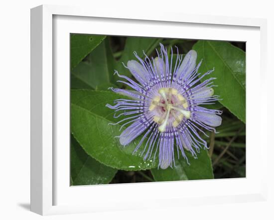 Passionflower, passiflora incarnata, Florida-Maresa Pryor-Framed Photographic Print