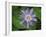 Passionflower, passiflora incarnata, Florida-Maresa Pryor-Framed Photographic Print