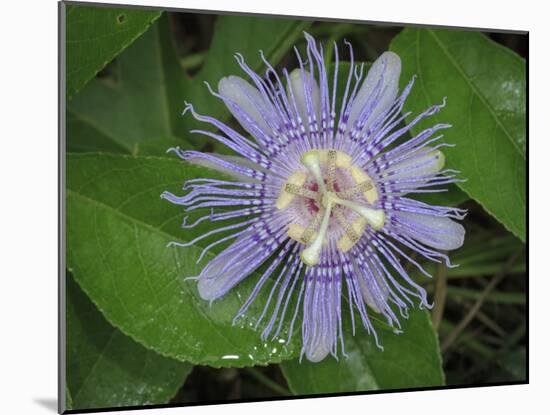 Passionflower, passiflora incarnata, Florida-Maresa Pryor-Mounted Photographic Print
