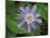 Passionflower, passiflora incarnata, Florida-Maresa Pryor-Mounted Photographic Print