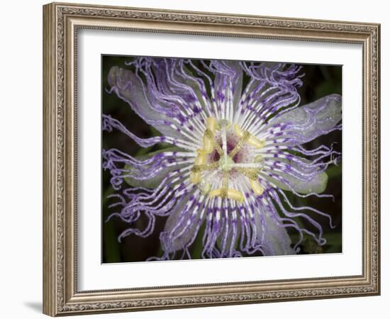 Passionflower, the larval plant for the Gulf Fritillary, and the Zebra longwing, Florida-Maresa Pryor-Framed Photographic Print