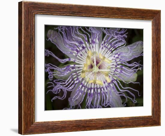 Passionflower, the larval plant for the Gulf Fritillary, and the Zebra longwing, Florida-Maresa Pryor-Framed Photographic Print