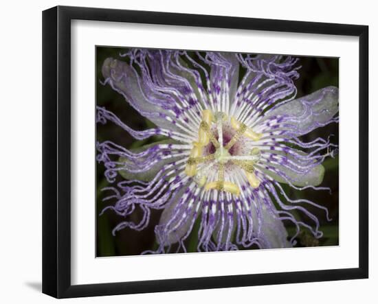 Passionflower, the larval plant for the Gulf Fritillary, and the Zebra longwing, Florida-Maresa Pryor-Framed Photographic Print