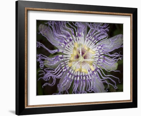 Passionflower, the larval plant for the Gulf Fritillary, and the Zebra longwing, Florida-Maresa Pryor-Framed Photographic Print