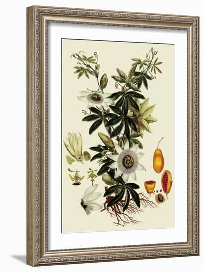 Passionflower-John Miller-Framed Giclee Print